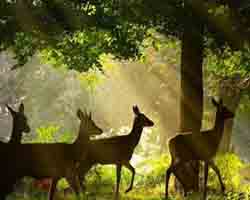 Odisha Wildlife Package